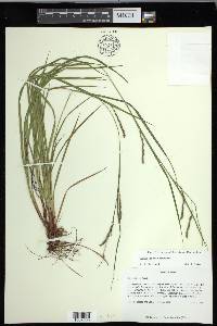 Carex debilis var. debilis image