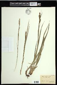 Carex davisii image