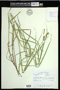 Carex cristatella image