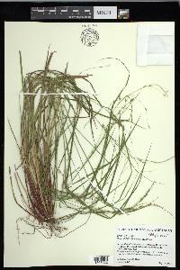 Carex debilis var. debilis image