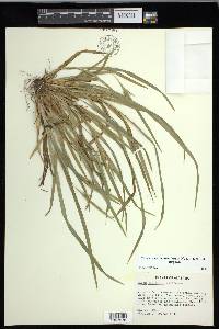 Carex cumberlandensis image