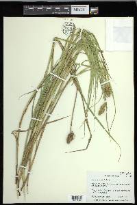 Carex cristatella image