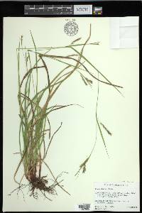 Carex debilis var. debilis image