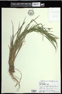 Carex crebriflora image