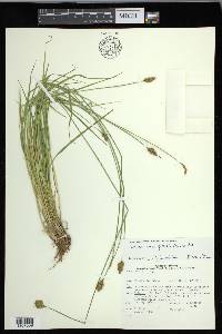 Carex crawfordii image