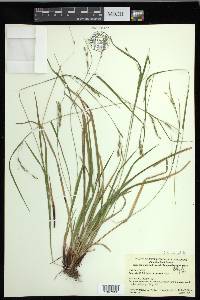 Carex debilis var. debilis image