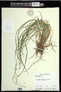 Carex debilis var. rudgei image