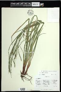 Carex debilis var. debilis image