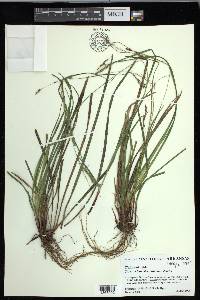 Carex debilis var. debilis image