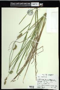 Carex cristatella image