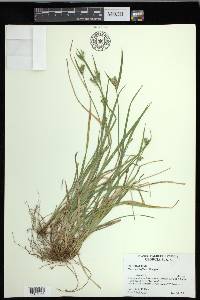 Carex crebriflora image