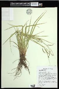 Carex debilis var. rudgei image