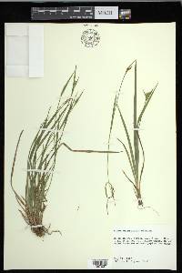 Carex crebriflora image