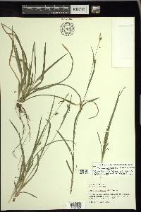 Carex cumberlandensis image