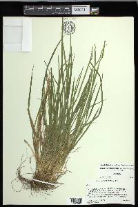 Carex cumberlandensis image