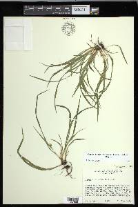 Carex cumberlandensis image