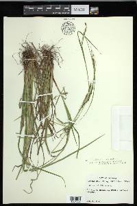 Carex debilis var. debilis image