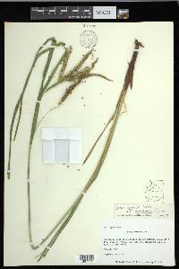 Carex crinita var. brevicrinis image