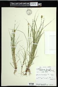 Carex crawfordii image