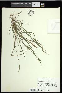 Carex crebriflora image