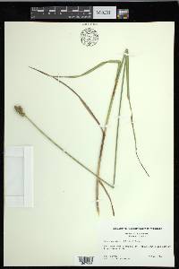 Carex cumulata image