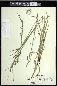 Carex davisii image