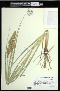 Carex crus-corvi image