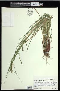 Carex debilis var. debilis image