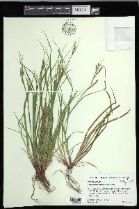 Carex debilis var. debilis image