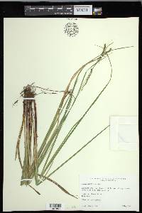 Carex debilis var. debilis image