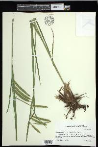 Carex crinita var. brevicrinis image