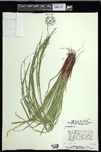 Carex debilis var. debilis image