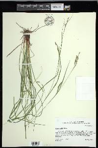 Carex debilis var. debilis image