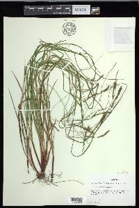 Carex debilis var. debilis image