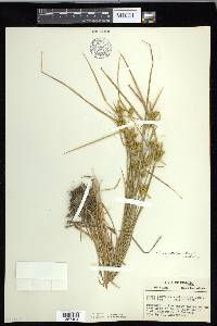 Carex cryptolepis image