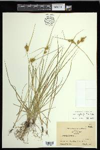 Carex cryptolepis image