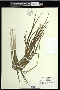 Carex davisii image