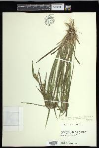 Carex crebriflora image