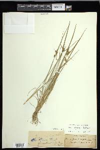 Carex cryptolepis image