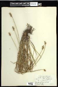 Carex cumulata image