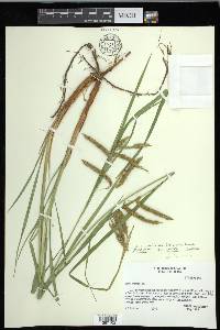 Carex crinita var. brevicrinis image