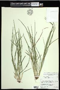 Carex cumberlandensis image