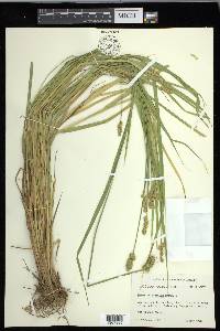 Carex cristatella image