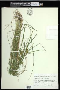 Carex cryptolepis image