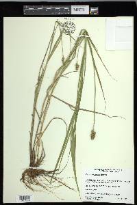 Carex cristatella image