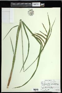 Carex crinita var. brevicrinis image