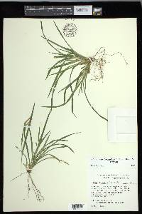 Carex cumberlandensis image