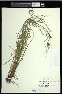 Carex debilis var. debilis image