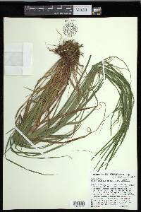 Carex debilis var. rudgei image