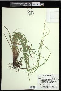 Carex debilis var. debilis image